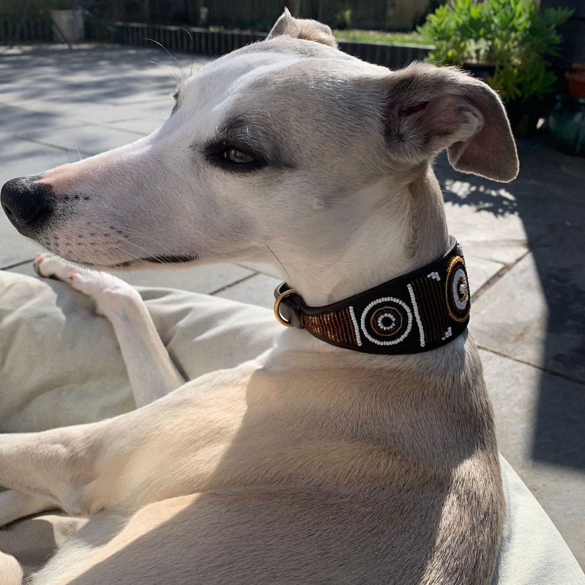 Whippet hot sale tag collar