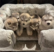 Load image into Gallery viewer, &quot;Balmoral&quot; Dog Beds - Crushed Velvets