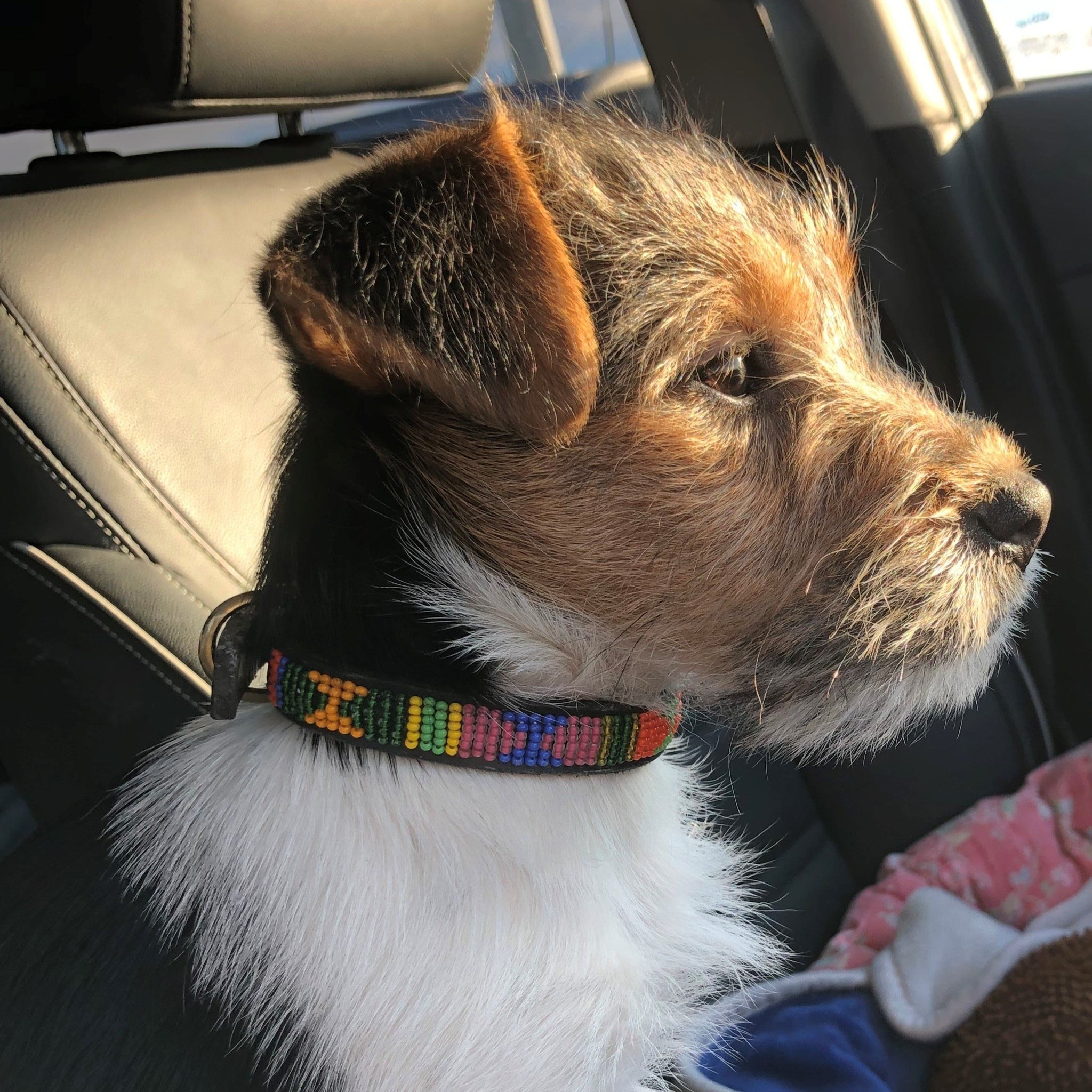 Maasai dog collars hotsell